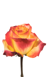 News Flash Rose second stage of bloom, premium Ecuadorian rose for export by Royal Flowers