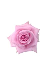Sweet Cake Rose in topdown view, premium Ecuadorian rose for export by Royal Flowers