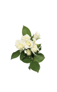 Viviane Spray Rose in topdown view, premium Ecuadorian rose for export by Royal Flowers