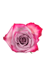Deep Purple Rose in topdown view, premium Ecuadorian rose for export by Royal Flowers