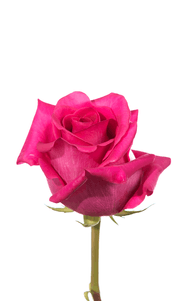 Pink Floyd Rose second stage of bloom, premium Ecuadorian rose for export by Royal Flowers