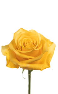 Bumblebee Rose third stage of bloom, premium Ecuadorian rose for export by Royal Flowers