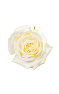 Polo Rose in topdown view, premium Ecuadorian rose for export by Royal Flowers