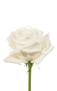 Playa Blanca Rose third stage of bloom, premium Ecuadorian rose for export by Royal Flowers