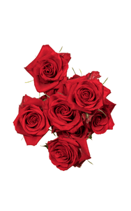 Scarlet Mimi Spray Rose in topdown view, premium Ecuadorian rose for export by Royal Flowers
