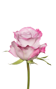 Purple Haze Rose second stage of bloom, premium Ecuadorian rose for export by Royal Flowers