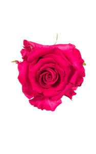 Hot Lady Rose in topdown view, premium Ecuadorian rose for export by Royal Flowers