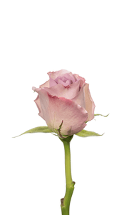 Blue Dream Rose first stage of bloom, premium Ecuadorian rose for export by Royal Flowers