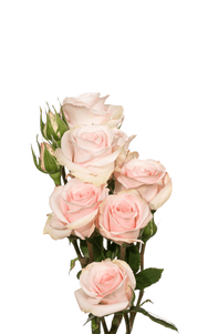Star Blush Spray Rose second stage of bloom, premium Ecuadorian rose for export by Royal Flowers