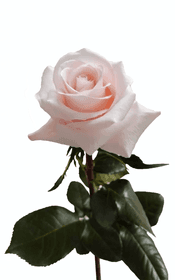 Sweet Beat Spray Rose first stage of bloom, premium Ecuadorian rose for export by Royal Flowers