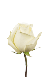 Polo Rose second stage of bloom, premium Ecuadorian rose for export by Royal Flowers