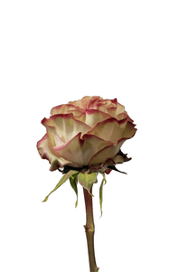 Country Candy Rose first stage of bloom, premium Ecuadorian rose for export by Royal Flowers