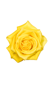 Bikini Rose in topdown view, premium Ecuadorian rose for export by Royal Flowers