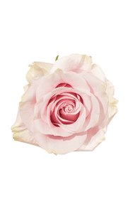 Pink Mondial Rose in topdown view, premium Ecuadorian rose for export by Royal Flowers