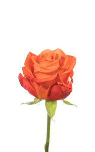 Orange Crush Rose second stage of bloom, premium Ecuadorian rose for export by Royal Flowers