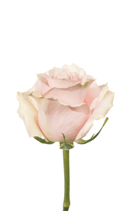 Pink Mondial Rose second stage of bloom, premium Ecuadorian rose for export by Royal Flowers