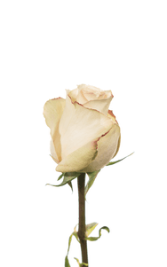 Quicksand Rose first stage of bloom, premium Ecuadorian rose for export by Royal Flowers