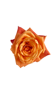 Mango Tango Rose in topdown view, premium Ecuadorian rose for export by Royal Flowers