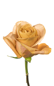 Symbol Rose second stage of bloom, premium Ecuadorian rose for export by Royal Flowers