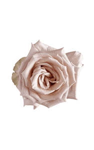 Nude Rose in topdown view, premium Ecuadorian rose for export by Royal Flowers