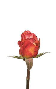 Free Spirit Rose first stage of bloom, premium Ecuadorian rose for export by Royal Flowers