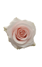 Sweet Beat Rose in topdown view, premium Ecuadorian rose for export by Royal Flowers