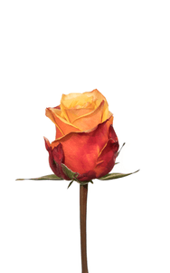 Cherry Brandy Rose second stage of bloom, premium Ecuadorian rose for export by Royal Flowers