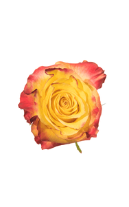 News Flash Rose in topdown view, premium Ecuadorian rose for export by Royal Flowers