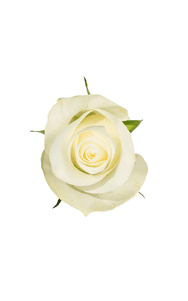 Proud Rose in topdown view, premium Ecuadorian rose for export by Royal Flowers