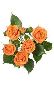 Orange Babe Spray Rose in topdown view, premium Ecuadorian rose for export by Royal Flowers