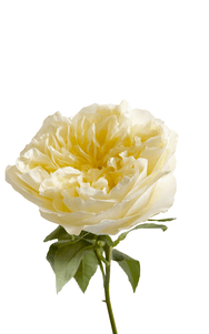 Antonia Gardens Rose first stage of bloom, premium Ecuadorian rose for export by Royal Flowers