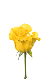 Regatta Rose first stage of bloom, premium Ecuadorian rose for export by Royal Flowers