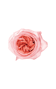 Pink X-Pression Rose in topdown view, premium Ecuadorian rose for export by Royal Flowers