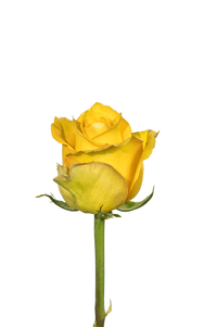 Bikini Rose first stage of bloom, premium Ecuadorian rose for export by Royal Flowers