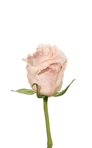 Madonna Rose first stage of bloom, premium Ecuadorian rose for export by Royal Flowers