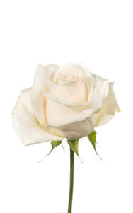 Vendela Rose second stage of bloom, premium Ecuadorian rose for export by Royal Flowers