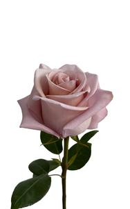 Nude Rose first stage of bloom, premium Ecuadorian rose for export by Royal Flowers