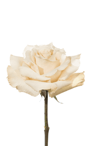 Quicksand Rose third stage of bloom, premium Ecuadorian rose for export by Royal Flowers