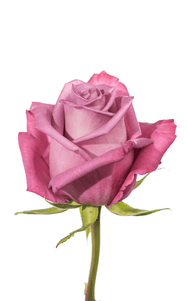 Moody Blues Rose second stage of bloom, premium Ecuadorian rose for export by Royal Flowers