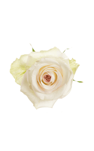 Alba Rose in topdown view, premium Ecuadorian rose for export by Royal Flowers