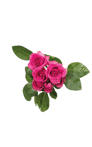 Purple Irischka Spray Rose in topdown view, premium Ecuadorian rose for export by Royal Flowers