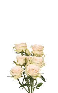 Petite Chablis Spray Rose second stage of bloom, premium Ecuadorian rose for export by Royal Flowers