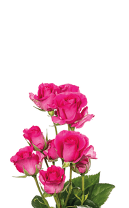 Supernova Spray Rose second stage of bloom, premium Ecuadorian rose for export by Royal Flowers
