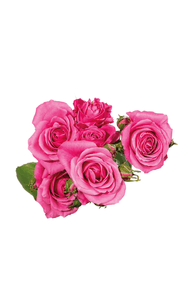 Hot Pink Folies Spray Rose in topdown view, premium Ecuadorian rose for export by Royal Flowers