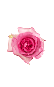 Priceless Rose in topdown view, premium Ecuadorian rose for export by Royal Flowers