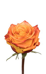 Silantoi Rose third stage of bloom, premium Ecuadorian rose for export by Royal Flowers