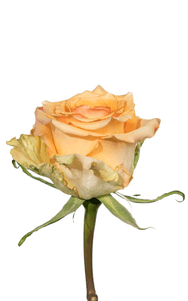 Alquimia Rose third stage of bloom, premium Ecuadorian rose for export by Royal Flowers