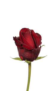 Red Panther Rose first stage of bloom, premium Ecuadorian rose for export by Royal Flowers