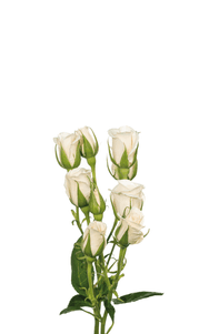 White Majolica Spray Rose first stage of bloom, premium Ecuadorian rose for export by Royal Flowers