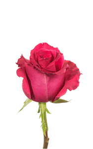 Full Monty Rose first stage of bloom, premium Ecuadorian rose for export by Royal Flowers